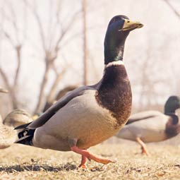 云呼手机号测压网页版